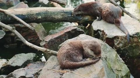 Otters resting on the rocks Stock Footage 157573762
