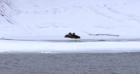 Otters Surrounded By the Melting River 스톡 동영상 240014868