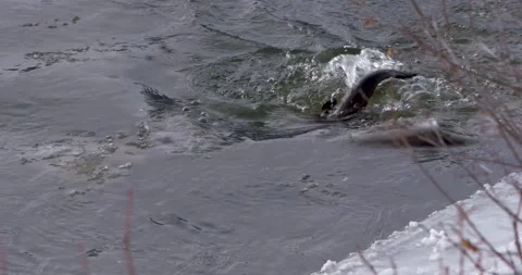 Otters Swim in the Cold River 스톡 동영상 240018185