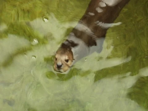 Otters Swimming Video stock 313183
