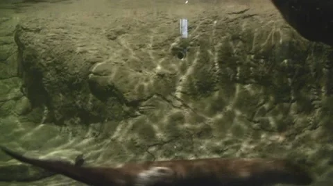 Otters swimming Video stock 8572851