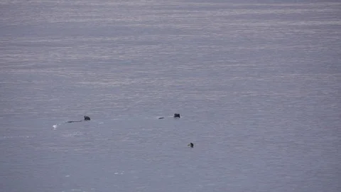 Otters Swimming Video stock 121774230