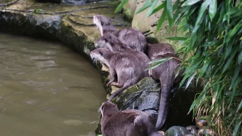 Otters Swimming in group in zoo Stock Footage