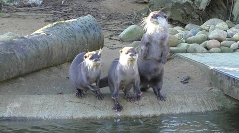 Otters trying to get your attention Stock Footage 46680630