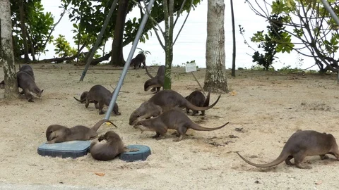 Otters wake up urinating shitting under tree Video stock 90601667
