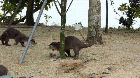 Otters wake up urinating shitting under tree Stock Footage 90603027