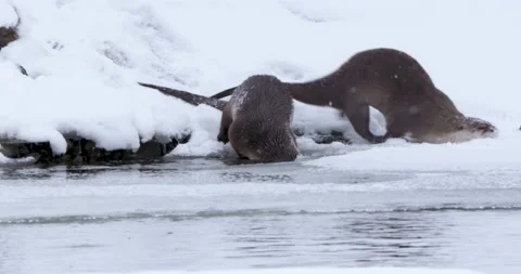 Otters Walk Towards the River 스톡 동영상 240014564
