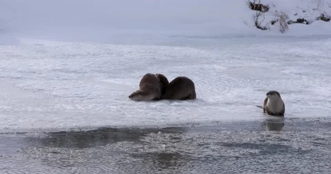 Otters Watch the River Flows 스톡 동영상 240020857