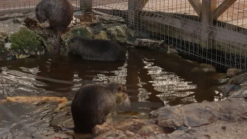 Otters in the Zoo Stock-Footage 75038755
