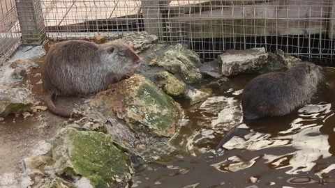 Otters in the Zoo Stock Footage 75038762