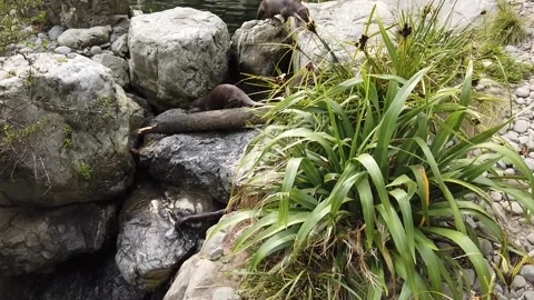 Otters At The Zoo Stock Footage 132075357