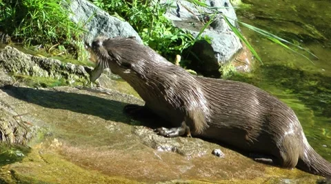 Otters1 HD 動画素材 8663208