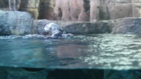 Otters2 Video stock 10873993