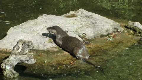 Otters2 HD 動画素材 89619442