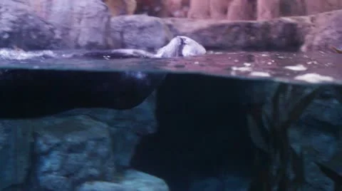 Otters3 Video stock 10874964