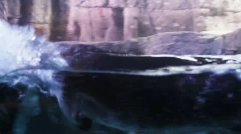 Otters5 Video stock 10874624