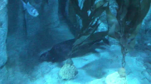 Otters6 Stock Footage 10874688