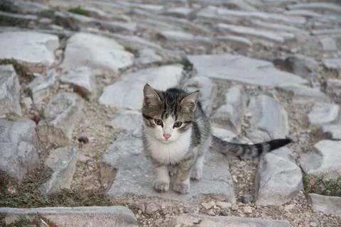 Ottoman Architecture Stock Photos