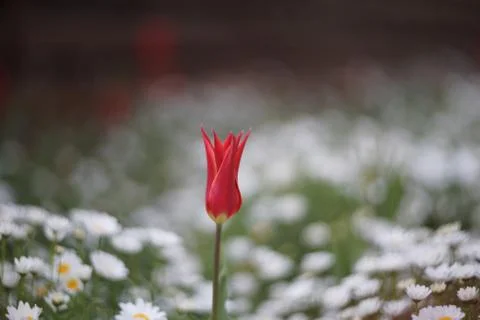 Ottoman tulip Stock Photos