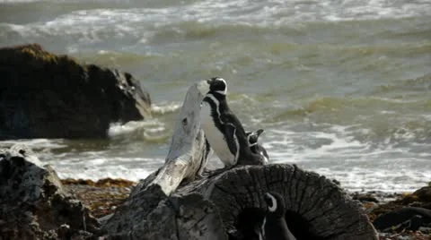 Ottway Penguin Close up on beach log.mp4 스톡 동영상 20604040