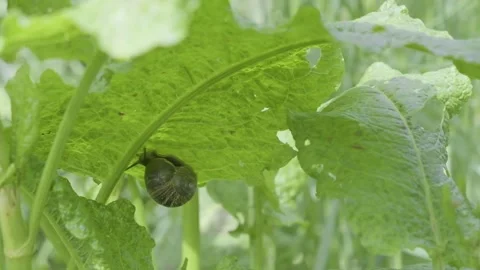 Otway black snail on the underside of a leaf found at trail before edinburgh zoo Video stock 161113856