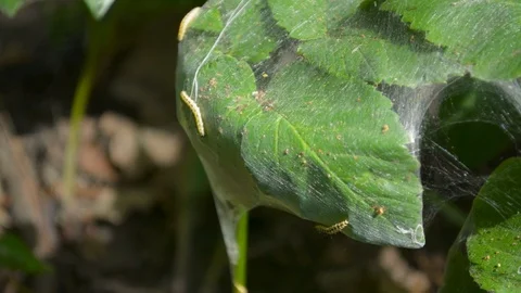 Oubreak of moth caterpillar worm insect damaging the plants and trees 스톡 동영상 90614372