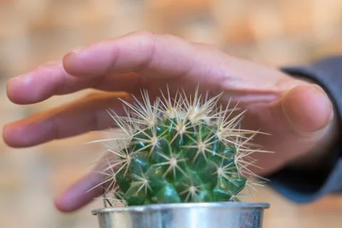 Ouch! Cactus hurts Stock Photos