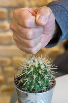 Ouch! Cactus hurts Stock Photos