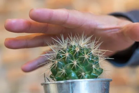 Ouch! Cactus hurts Stock Photos