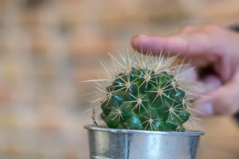 Ouch! Cactus hurts Stock Photos