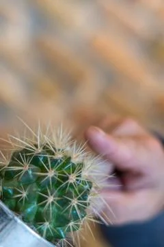 Ouch! Cactus hurts Stock Photos