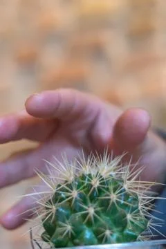Ouch! Cactus hurts Stock Photos