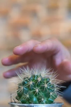 Ouch! Cactus hurts Stock Photos