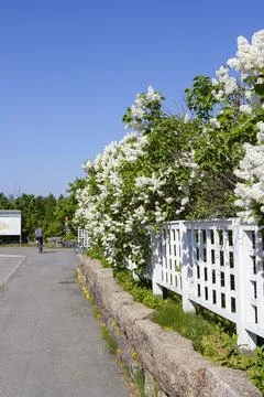 Oulu,Finland-07/19/2005:Oulu University Botanical garden white picket fence Stock Photos