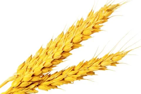 ?ouple of ears of wheat. Stock Photos