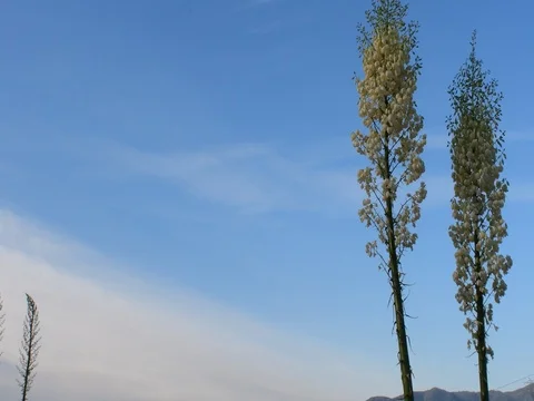 Our lords candle Stock Footage 75810281