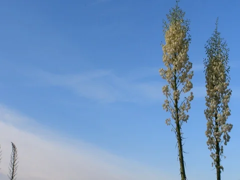 Our Lord's candle Stock Footage 75810631