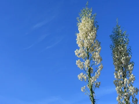 Our Lord's candle Stock Footage 75810948