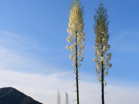 Our Lord's candle Stock Footage 75811449