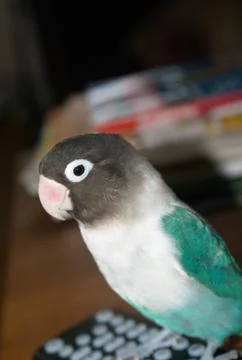 Our pet Stock Photos