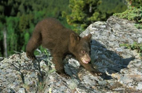 OURS BARIBAL ursus americanus Stock Photos