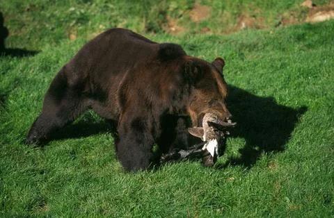 OURS BRUN ursus arctos Foto stock
