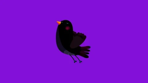 Ousel black bird cartoon animation character starts flight isolated Stock Footage 256635147