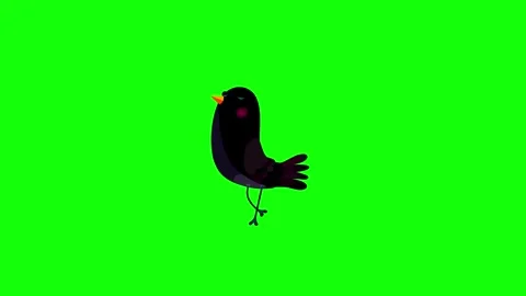 Ousel black bird cartoon animation character bluebox one step move Stock Footage 257023729