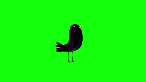 Ousel black bird character simple move bluebox. Stock Footage 257023717