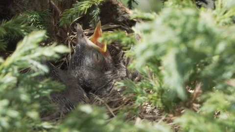Ousel's chick in the nest Stock Footage 89849406