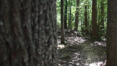 Out From Behind Tree to View Path Through The Forest - Nature getaway Stock-Footage 252599924