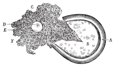 Out of the bladder end of the count and the egg, vintage engraving. Stock-Illustration