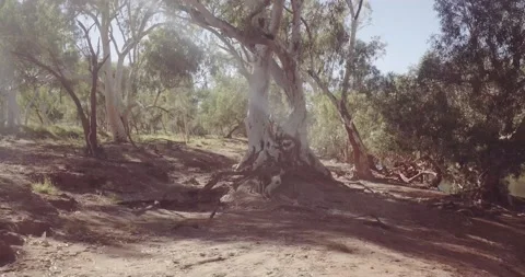 Out in the Bush Stock Footage 152384094