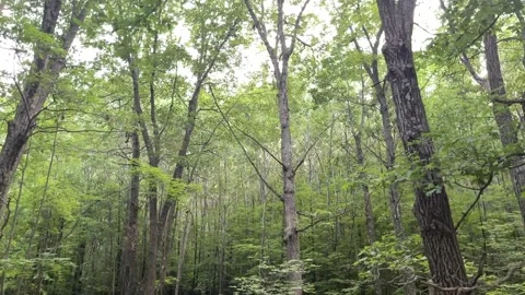 Out the car window driving through the woods Stock Footage 157565616